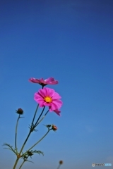 秋桜もまもなく見納め　１