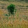 Scenery of an ordinary field 1