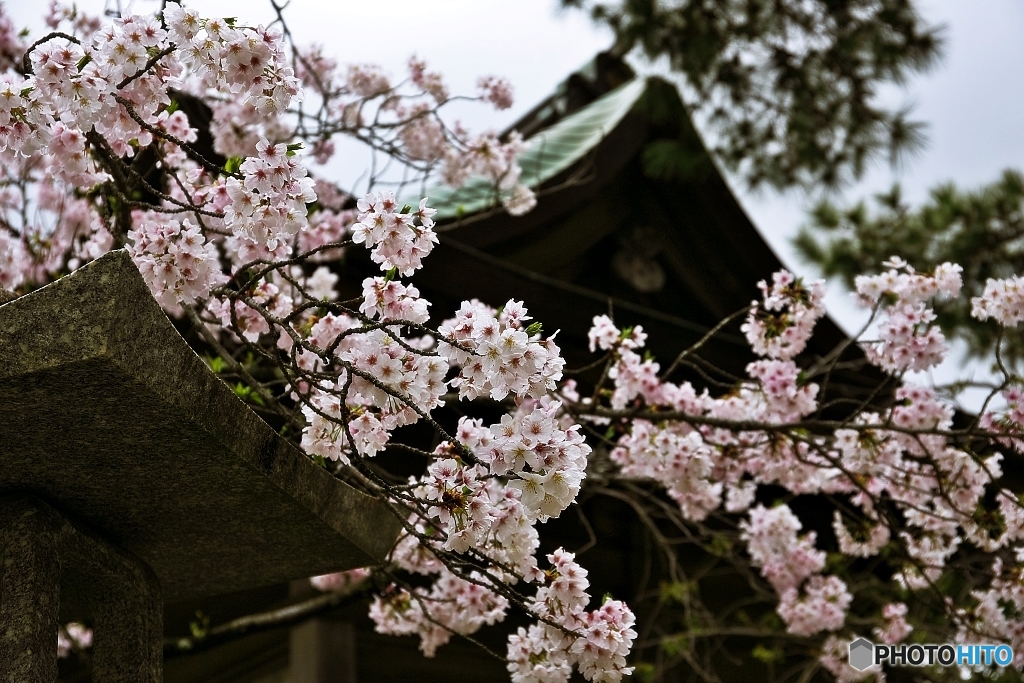 宮地嶽神社・春　その６