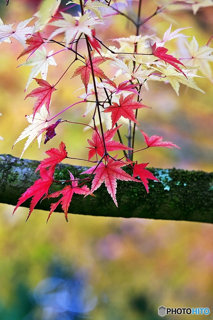 紅葉散歩　１