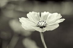 Autumn in memory