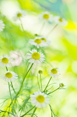 Chamomile-colored Wind 1