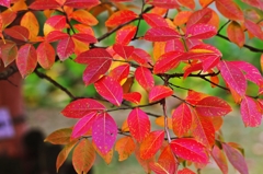 beautifully shining leaves