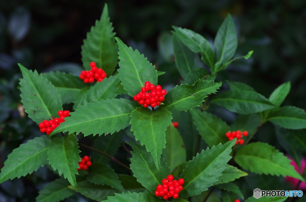 Color of Christmas