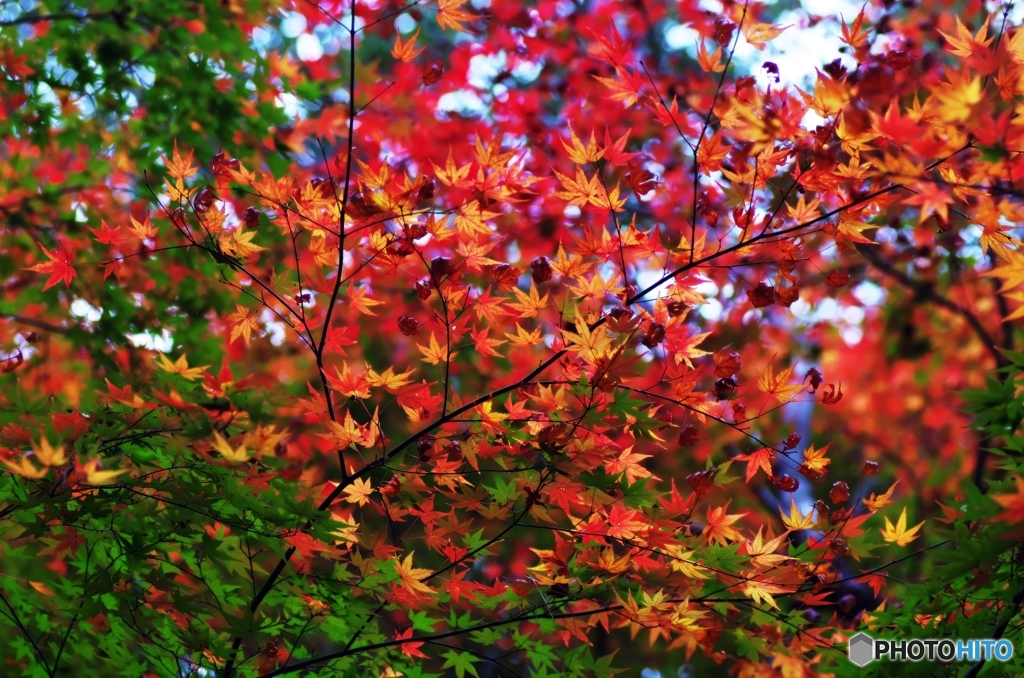 Colored leaves are not so bright 4