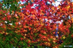 Colored leaves are not so bright 4