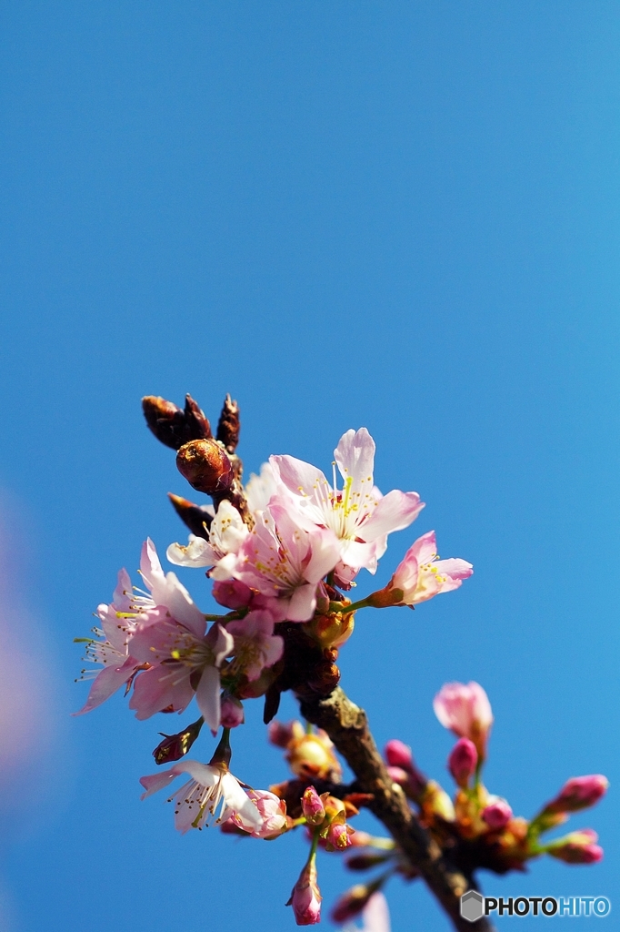 To the flower has begun to bloom