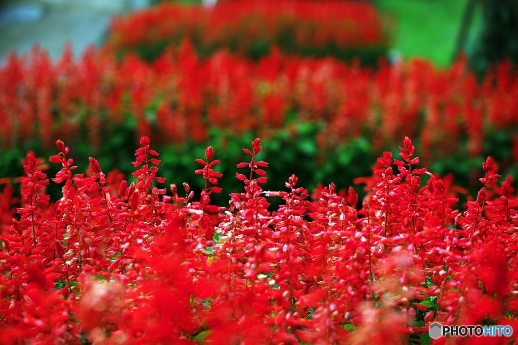 Flower park of October 4