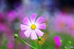 Predilection for COSMOS 6