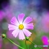 Predilection for COSMOS 6
