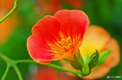 Chinese trumpet creeper 2