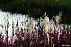 On the shore in late autumn 1