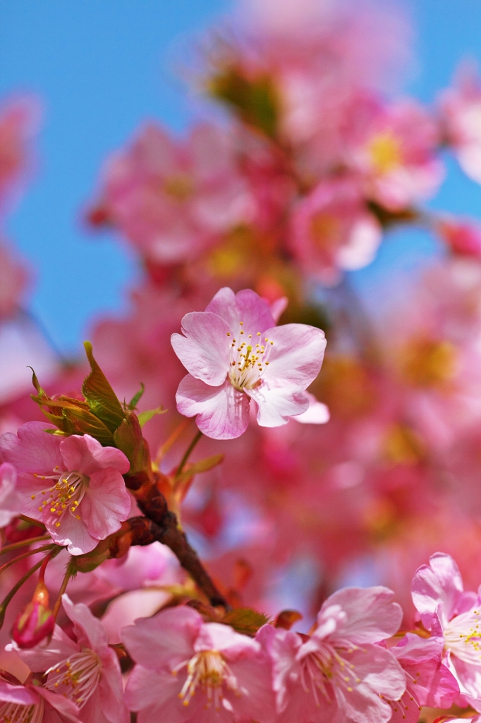 Blue sky & Pink flowers