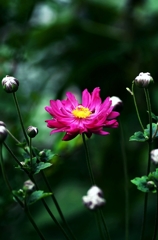 Floating pink color