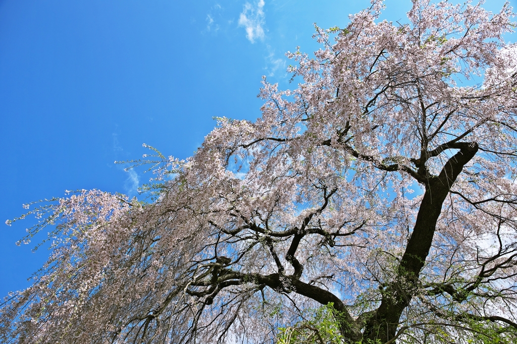 Ito_zakura 1