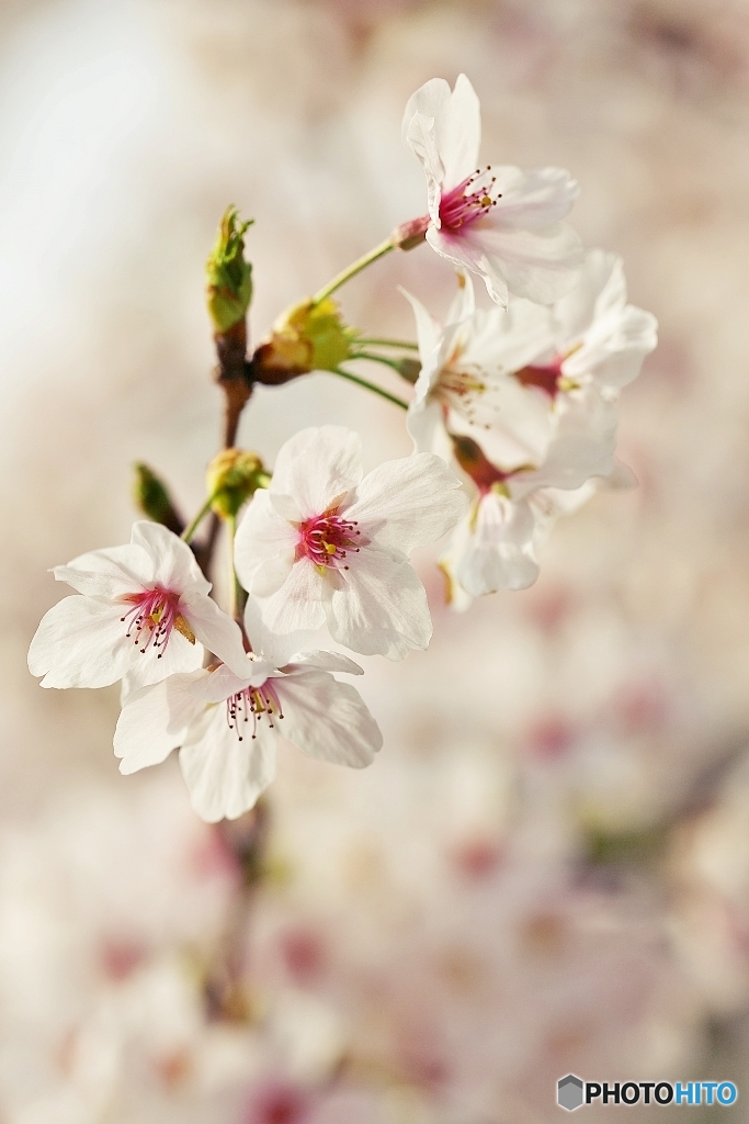 マクロで桜を　８