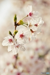 マクロで桜を　８