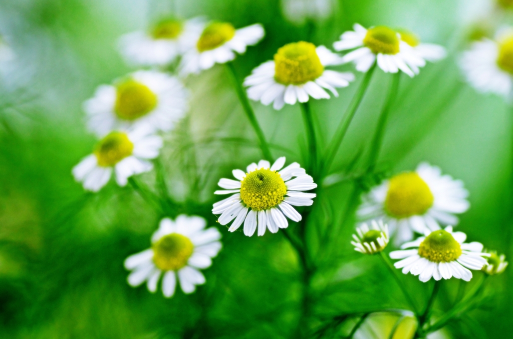 chamomile