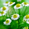 chamomile