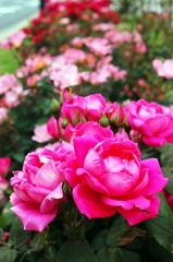 Roses of the flower bed 2