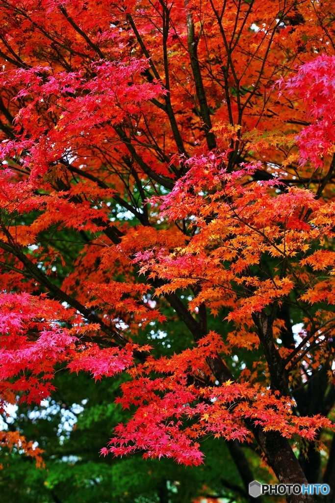 At an old temple of the autumn colors 4