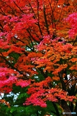 At an old temple of the autumn colors 4