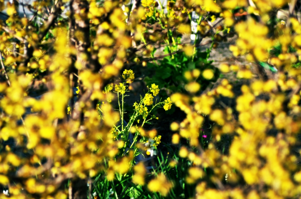 Yellow in the yellow