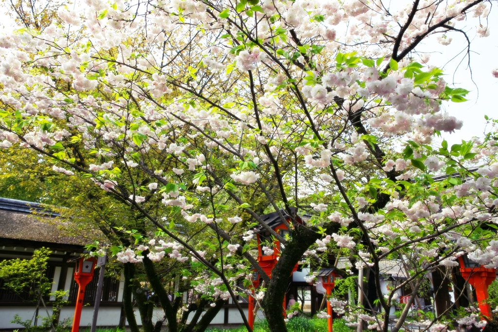 Hirano Shrine 3