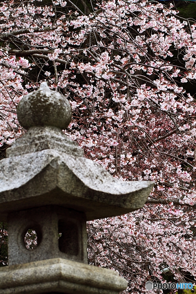 枝垂桜は、ほぼ満開に　１