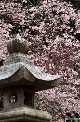 枝垂桜は、ほぼ満開に　１
