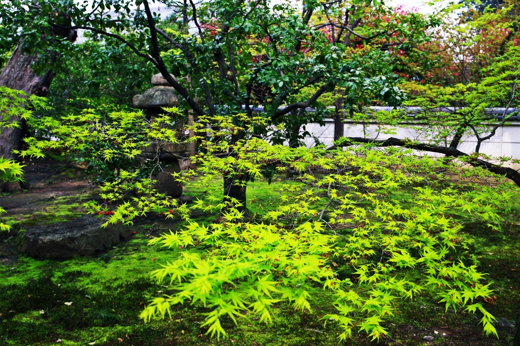 Shokoku-ji temple of the fresh green 3