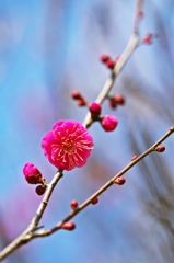 Japanese apricot with red blossoms 2