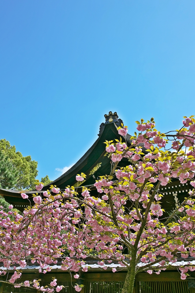 Fujinomori-jinja Shrine 4