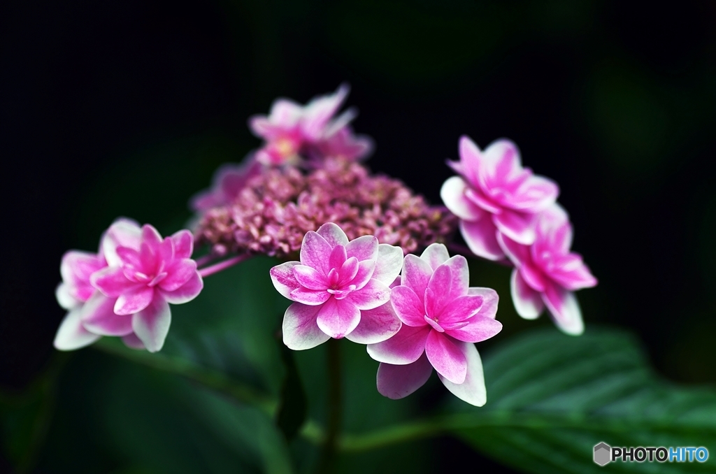 Partiality of the Hydrangea 6
