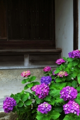 In the temple of hydrangea blooms 2