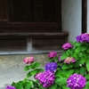 In the temple of hydrangea blooms 2