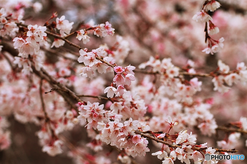 枝垂桜は、ほぼ満開に　２