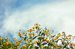 In the autumn sky, small flowers of yell