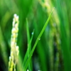 Just rainy summer of this year