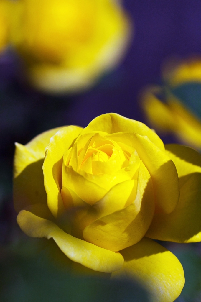 Simply , yellow roses