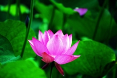 Lotus 2