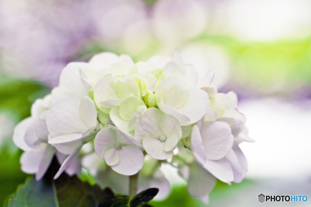 In white light