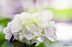 In white light