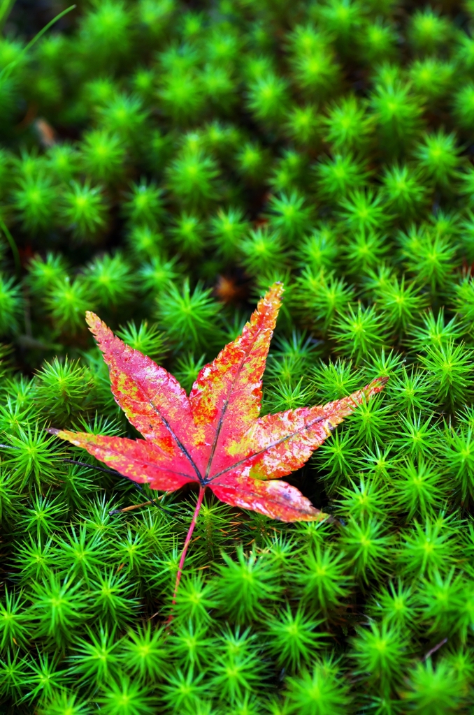 When I feel autumn