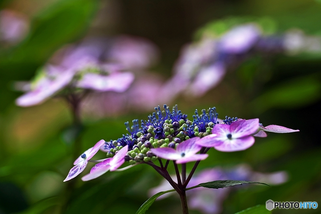 紫陽花日和の日曜日　１