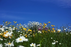 Field of the early summer