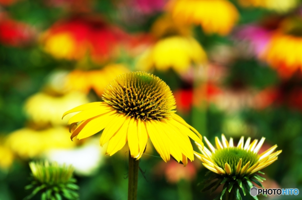 Echinacea 1