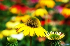 Echinacea 1