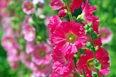 Hollyhock 2