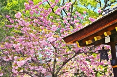 Fujinomori-jinja Shrine 5